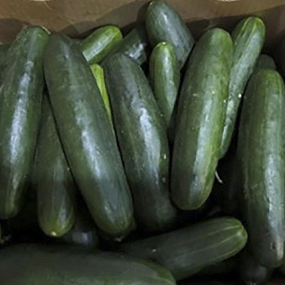 New salmonella outbreak tied to same Florida grower with tainted cucumbers last year